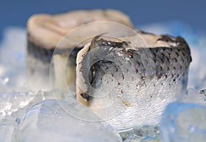 Rolled herring fillet