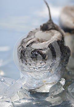 Rolled herring fillet
