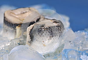 Rolled herring fillet