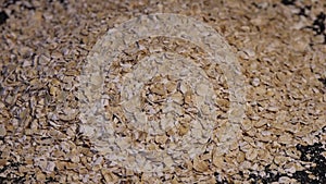 Rolled oats close up rotation loopable video