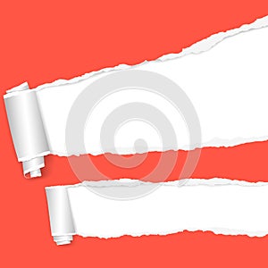 Rolled and ripped red notebook sheet, torn paper on white background