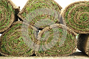 Rolled sod