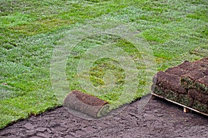 Rolled sod for lawn