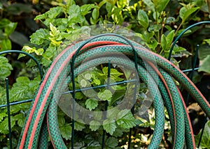 Rolled up garden hose hanging from a fence