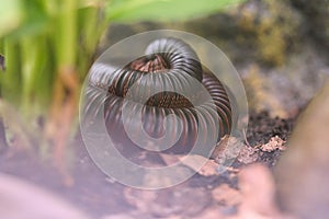 A rolled up giant centipede in a terrarium