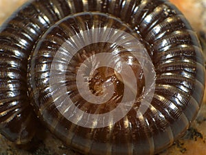 Rolled up millipede macro