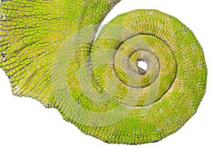 Rolled up tail of a Four-horned Chameleon