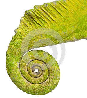 Rolled up tail of a Four-horned Chameleon
