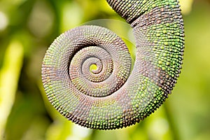 Rolled up tail of a panther chameleon Furcifer pardalis