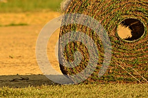 Rolled up turf grass