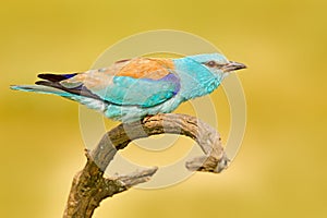 Roller with catch in nature. Birdwatching in Hungary. Nice colour light blue bird European Roller sitting on the branch with open