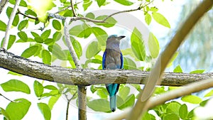 Roller (Coracias benghalensis) on the branch in nature.