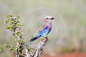 Roller with long strands on a tree