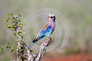 Roller with long strands on a tree