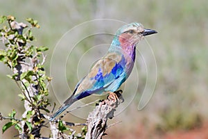 Roller with long strands on a tree