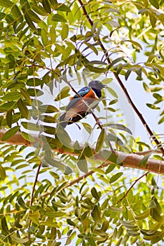 Roller with long strands on a tree