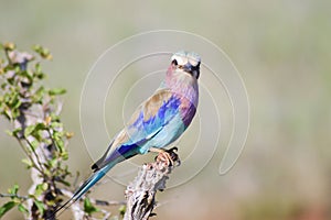 Roller with long strands on a tree
