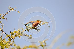 Roller with long strands on a tree