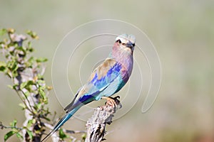 Roller with long strands on a tree