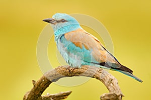 Roller in nature. Birdwatching in Hungary. Nice colour light blue bird European Roller sitting on the branch with open bill, blurr