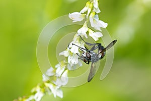 Roller Tachinid Fly - Genus Cylindromyia