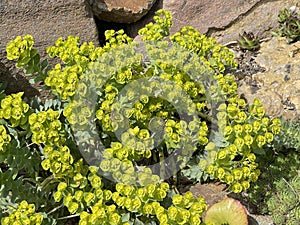 Rollers spurge, Euphorbia myrsinites