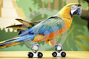 Rollerskating Parrot img