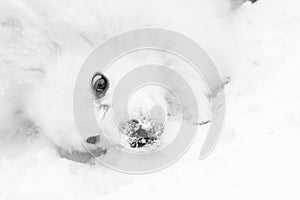 Rolling around in the snow and ice