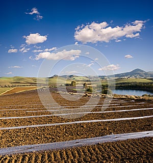 Rolling cultivated land