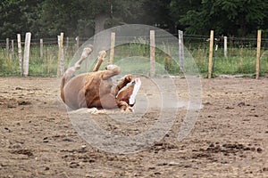 Rolling in the dirt