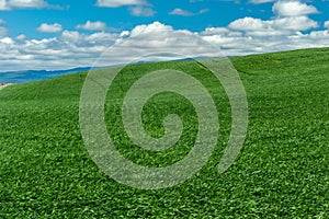 Rolling farm field of green wheat