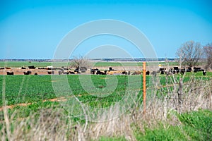 Rolling farmland with organic grass fed, water pond, shade trees and large herds of black Aberdeen Angus and Charolais cattle cows