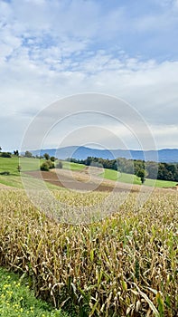 Rolling field of corn, blue sky and clouds in the background