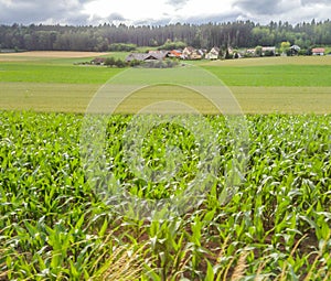 Rolling field of corn leading to farm house and village, blue sky and clouds over the forest in the background