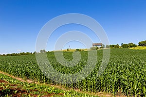 Rolling field of young corn field on a farm in Gretna Nebraska