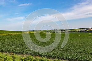 Rolling field of Young corn field somewhere in Omaha Nebraska