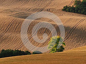 Rolling fields after harvest with drawers of trees