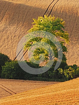 Rolling fields after harvest with drawers of trees