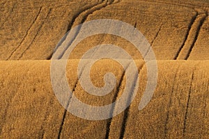 Rolling fields after harvest