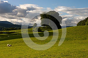 Rolling Fields and Sheep