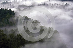 Rolling Fog over Pacific Northwest Forest