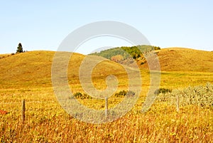 Rolling grassland