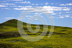 Rolling Green Hills at Custer State Park in South Dakota