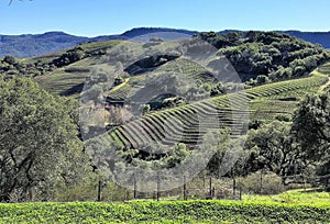 Rolling green hills with vineyards in Napa, California wine country