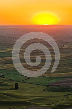 Rolling green wheat fields in the Palouse region of eastern Washington, USA at sunset