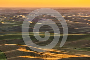 Rolling green wheat fields in the Palouse region of eastern Washington, USA at sunset