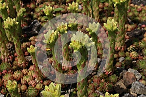 `Rolling Hen and Chicks` flowers - Jovibarba Globifera subsp. Hirta