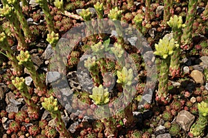 `Rolling Hen and Chicks` flowers - Jovibarba Globifera subsp. Hirta