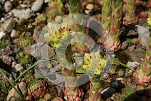 `Rolling Hen and Chicks` flowers - Jovibarba Globifera subsp. Hirta photo