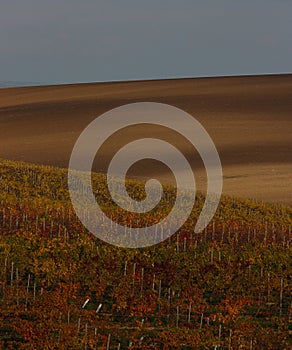 Rolling hills of brown fields and vineyards in the fall sunset in Moravian Tuscany